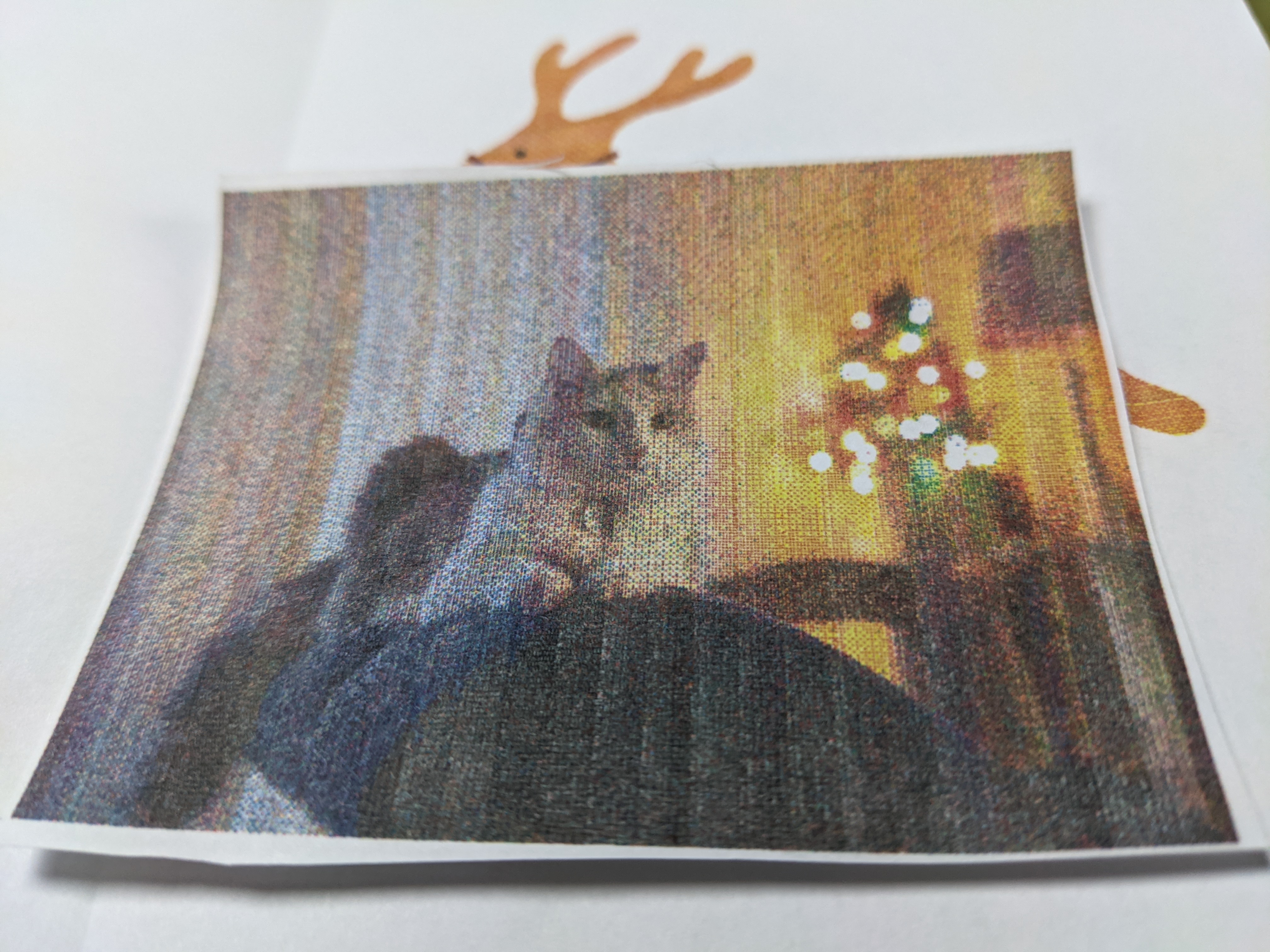 a small piece of paper with a grainy picture of a dilute calico cat in front of a christmas tree